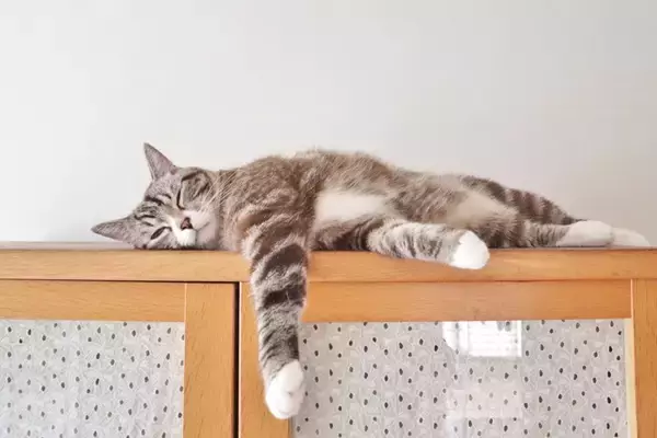 猫と『遊ばない』ことで起こる4つのトラブル　サボってはいけない理由や遊ぶことのメリットも