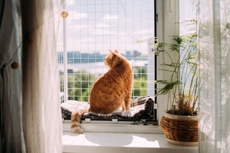 猫がいる部屋のニオイが気になるときの『消臭対策』5選　 効果的なお掃除のコツもご紹介