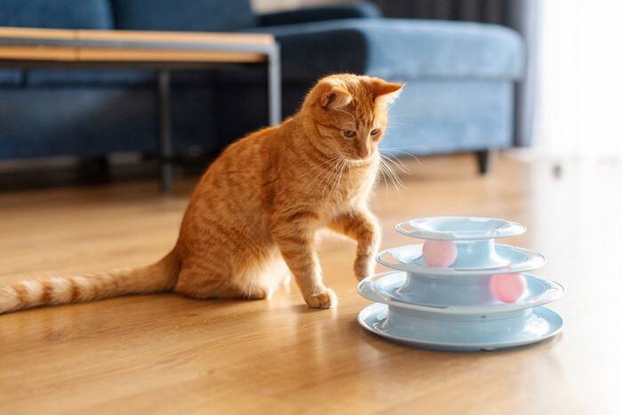 猫が楽しめる『知育玩具』のおすすめ3選　与えるメリットや遊び方のコツもご紹介