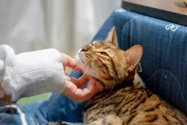 猫がみせる『甘えと依存』の違い5つ　見分けるためのコツから適切な距離感まで