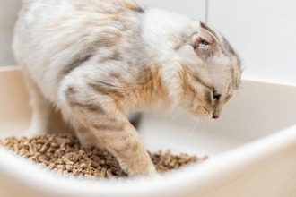 『猫砂の飛び散り』を防ぐための対処法4つ　散らかる理由や掃除をラクにする工夫も