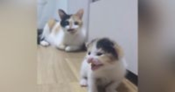 目が開いたばかりの『よちよち歩きの子猫』→不安そうに鳴き始めると、母猫が…ほっこりする光景が82万再生「同じ柄ｗ」「可愛すぎて感動」