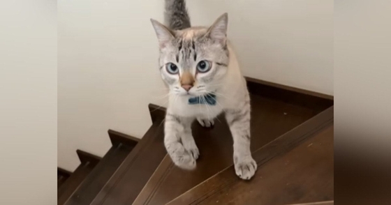 2匹の猫が『階段の上り下り』をすると…『個性あふれる様子』が可愛すぎると123万再生「左右に揺れるお腹ｗ」「ウサギ跳び凄いｗ」と話題