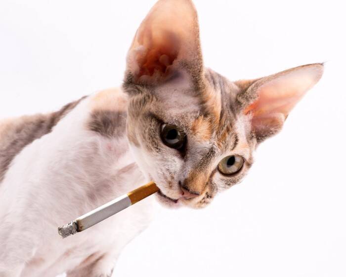猫の前では『電子タバコ』もNGな理由3つ　起こりうるリスクや注意すべきこと