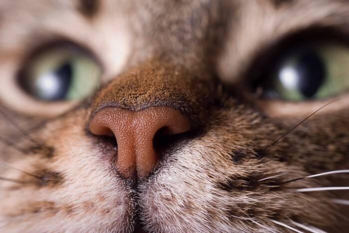 猫の前では『電子タバコ』もNGな理由3つ　起こりうるリスクや注意すべきこと