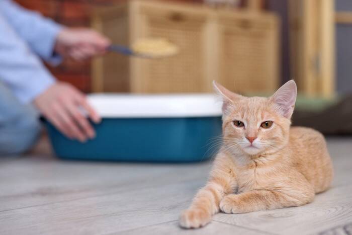 猫トイレのニオイが気になるときの『消臭方法』9選　習慣付けたい工夫や試したい改善策