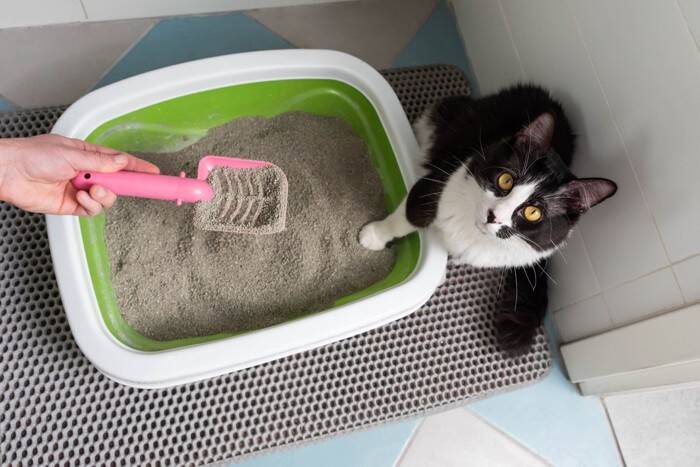 猫トイレのニオイが気になるときの『消臭方法』9選　習慣付けたい工夫や試したい改善策