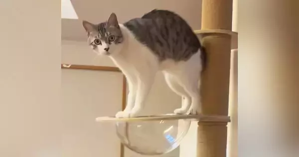 キャットタワーの透明ボウルにタオルを敷き忘れてしまい…猫が見せた『可愛らしい行動』が40万再生「押すな押すな状態ｗ」「たまらない」