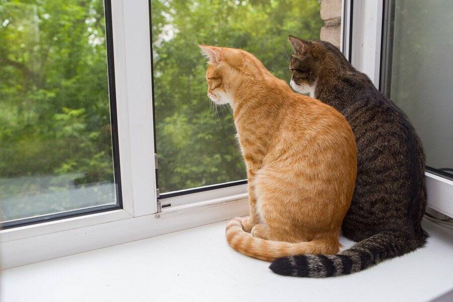 100匹猫ちゃん大行進！シカゴの街中で「猫ツアー」が開催され、大成功　米国