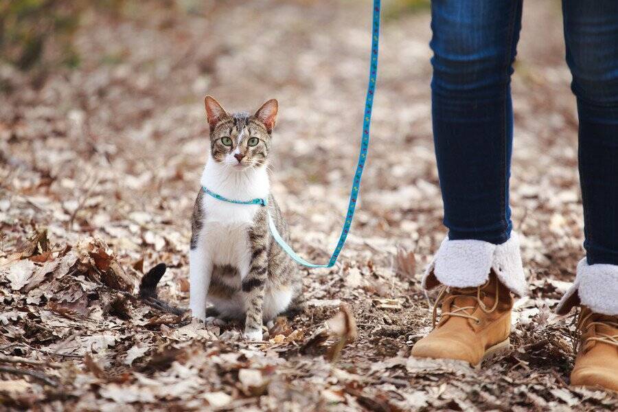 100匹猫ちゃん大行進！シカゴの街中で「猫ツアー」が開催され、大成功　米国