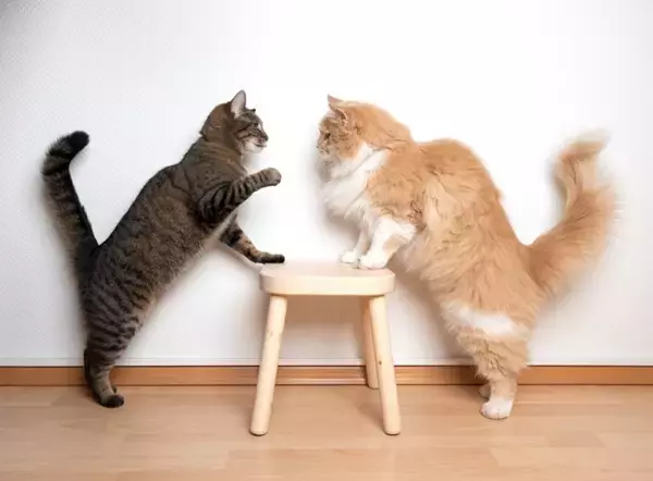 猫にとっては迷惑な『飼い主の勘違い』5つ　よかれと思っても逆効果に？避けるべき理由も解説