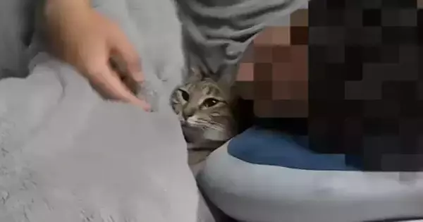 『自分のこと妻だと思ってる？』→パパのことが大好きすぎる猫…『想像を超える光景』が53万再生「口角が上がってくるｗ」「ラブラブやん」