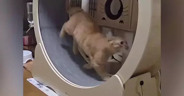 キャットホイールに乗って全力で走っていた猫→現在の『まさかの使い方』に「もう職人の域ｗ」「後ろ足もちょっと連動してるｗ」と15万再生