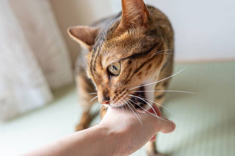 「愛猫はスーパーヒーロー」　SNSの投稿をきっかけに、猫の活躍談がネット上でにぎわう