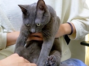 ４匹のネコの爪切りをした結果→揃いも揃って…想像以上に『無抵抗な様子』が57万再生「みんないい子すぎる」「中に人間入ってるんじゃ…」