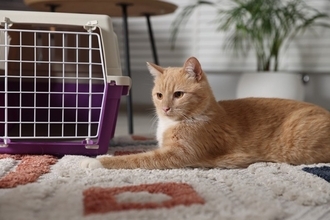 猫を飼う前に知っておきたい『運命の猫』を迎える方法3つ　相性の見極め方や飼い主に必要な心得まで