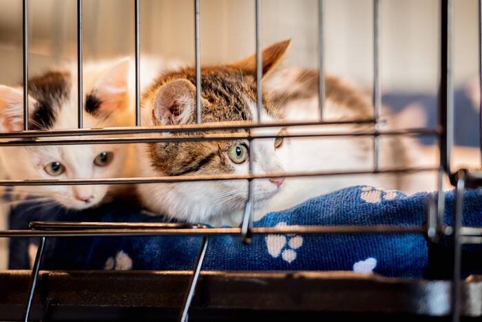 猫を飼う前に知っておきたい『運命の猫』を迎える方法3つ　相性の見極め方や飼い主に必要な心得まで