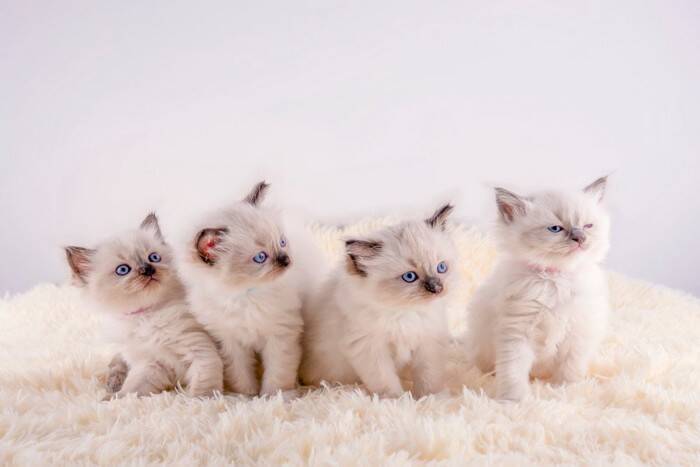 猫を飼う前に知っておきたい『運命の猫』を迎える方法3つ　相性の見極め方や飼い主に必要な心得まで