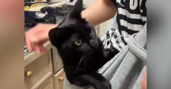 抱っこ大好きな『甘えん坊猫』のために『抱っこ紐』を使ってみた結果…「あら～赤ちゃん」「可愛すぎて泣ける」尊い光景が33万再生