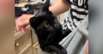 抱っこ大好きな『甘えん坊猫』のために『抱っこ紐』を使ってみた結果…「あら～赤ちゃん」「可愛すぎて泣ける」尊い光景が33万再生