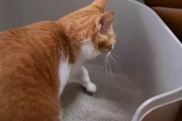 猫トイレの『砂が飛び散る』原因3つ　なぜいつも落ちているの？防止策までご紹介