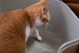 猫トイレの『砂が飛び散る』原因3つ　なぜいつも落ちているの？防止策までご紹介
