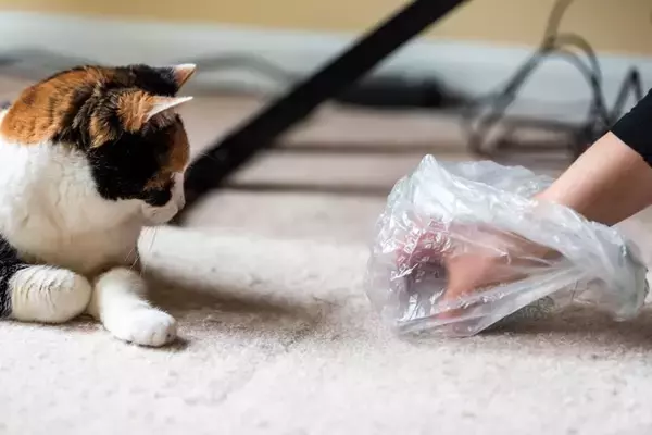 猫の『トイレの失敗』が目立つときに疑うべき病気5選　異常を見分けるサインや適切な対処法