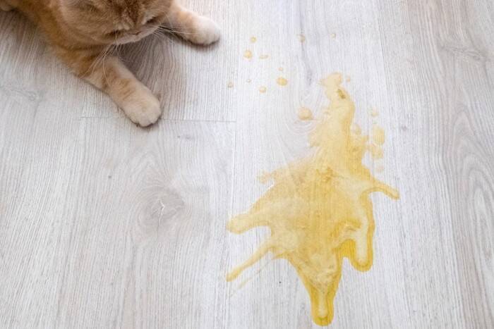 猫の『トイレの失敗』が目立つときに疑うべき病気5選　異常を見分けるサインや適切な対処法
