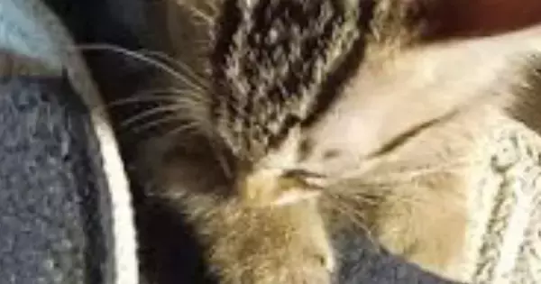 『足を噛んできた子猫』をきっちりと叱った結果→伝わったようで…愛おしすぎる光景に４万いいね「ちゃんと伝わるのすごい」「可愛すぎる」