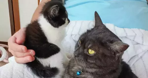 家に来てまだ4日目の『新入り子猫』→先住猫のそばへ行くと……驚きの光景に３万いいね「すごくいい瞬間」「先住ニャンコも素晴らしい」