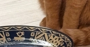 猫に水を飲んでほしくて『鰹節』を入れてみた結果…想定外の『可愛すぎる行動』に２万いいね「だしが出るのを待ってるかも」「笑ったｗ」