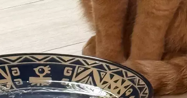 猫に水を飲んでほしくて『鰹節』を入れてみた結果…想定外の『可愛すぎる行動』に２万いいね「だしが出るのを待ってるかも」「笑ったｗ」