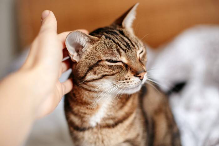 猫への愛情が『伝わった』と噛みしめる瞬間3選　心を開いてくれたサインや行動の意味も