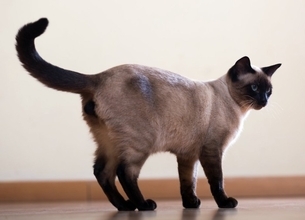 猫が『しっぽを振っている』ときに考えられる心理8つ　振り方別の意味や気持ちを読み取るコツまで