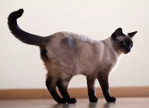 猫が『しっぽを振っている』ときに考えられる心理8つ　振り方別の意味や気持ちを読み取るコツまで