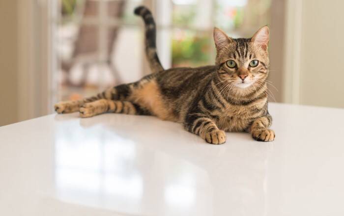 猫が『しっぽを振っている』ときに考えられる心理8つ　振り方別の意味や気持ちを読み取るコツまで