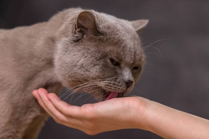 猫があなたのことを『舌で舐める』理由4つ　場所ごとに意味が違う？考えられる心理も解説