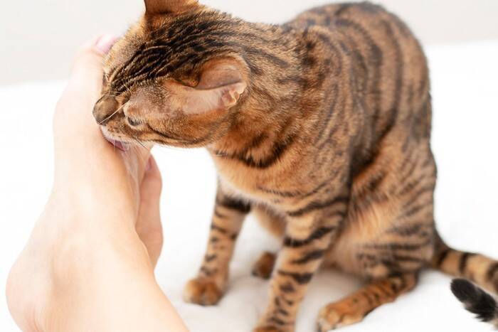 猫があなたのことを『舌で舐める』理由4つ　場所ごとに意味が違う？考えられる心理も解説
