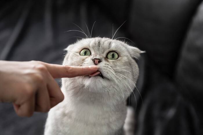 猫があなたのことを『舌で舐める』理由4つ　場所ごとに意味が違う？考えられる心理も解説