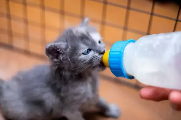 子猫を迎えるなら『準備すべきアイテム』7選　活用できるシーンや備えておきたい理由