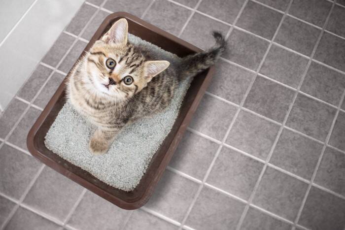 子猫を迎えるなら『準備すべきアイテム』7選　活用できるシーンや備えておきたい理由