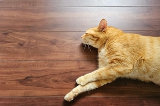 猫との生活で『避けるべき床』4選　危険なトラブルの可能性や床材の選び方