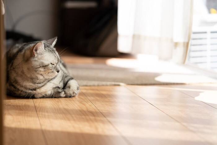 猫との生活で『避けるべき床』4選　危険なトラブルの可能性や床材の選び方