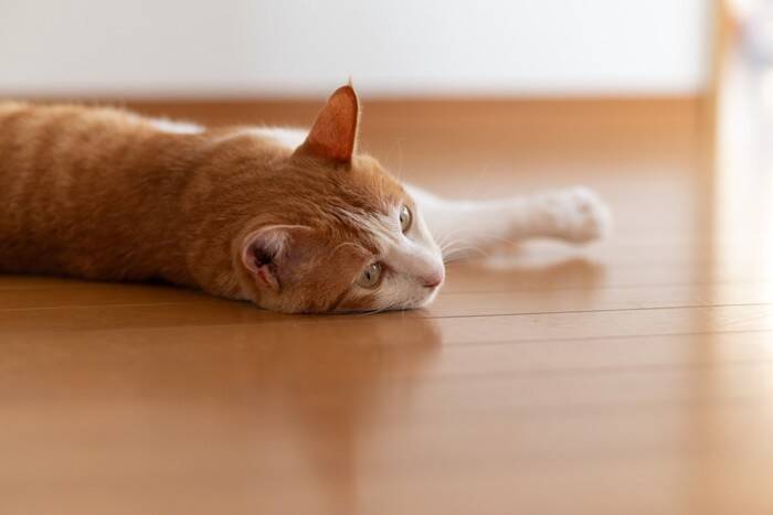 猫との生活で『避けるべき床』4選　危険なトラブルの可能性や床材の選び方
