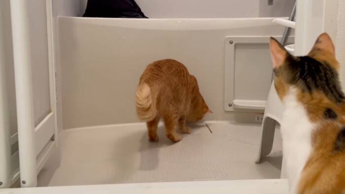猫が『風呂でおぼれる飼い主』を見たときの反応…まさかの表情に思わず声が出てしまうと10万再生突破「笑い声がｗ」「ふざけんな感ｗ」