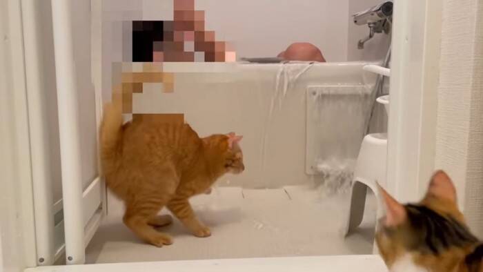 猫が『風呂でおぼれる飼い主』を見たときの反応…まさかの表情に思わず声が出てしまうと10万再生突破「笑い声がｗ」「ふざけんな感ｗ」