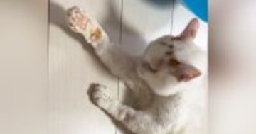 『野良猫をひいてしまった』絶望のまま病院に駆け込むと…先生が放った『予想外の言葉』に涙が出ると140万再生「みんな素敵」「愛がある」