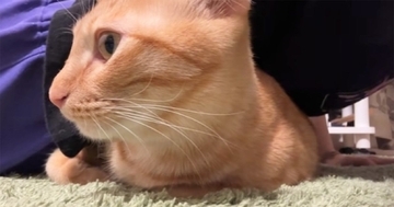 腕立てをしていると、『体の下に潜り込んできた猫』…まさかの『可愛すぎる応援』が148万再生「おもって聞こえるｗ」「可愛くて力抜けそうｗ」