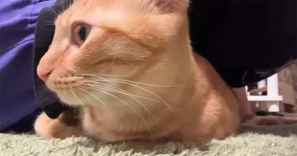 腕立てをしていると、『体の下に潜り込んできた猫』…まさかの『可愛すぎる応援』が148万再生「おもって聞こえるｗ」「可愛くて力抜けそうｗ」