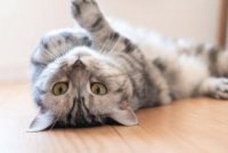 猫が床の上で『クネクネ』動いているときの理由4つ　気付いてあげたい気持ちとは